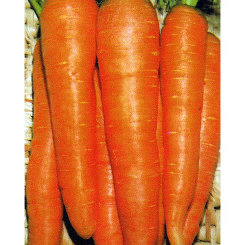 Carrot Seeds, Flakkee 2 Autumn King
