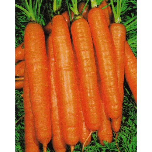 Carrot Seeds, Nantes 2