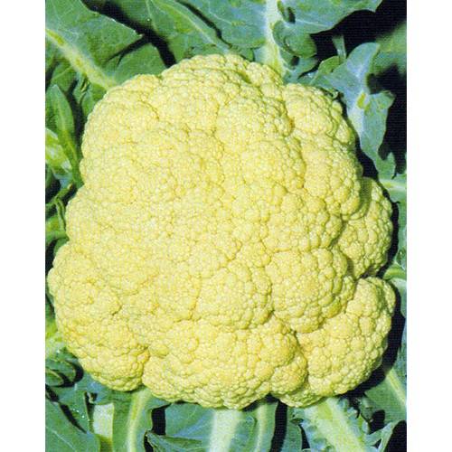 Cauliflower Seeds, Precoce di Jesi