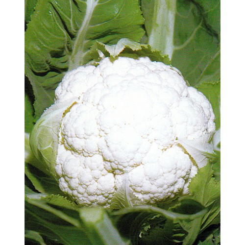 Cauliflower Seeds, Giant Of Naples Marzatico
