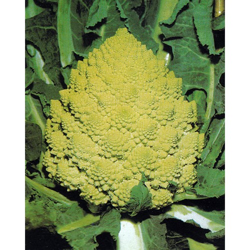 Cauliflower Seeds, Romanesco S Giuseppe