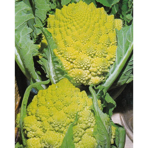 Cauliflower Seeds, Romanesco Natalino