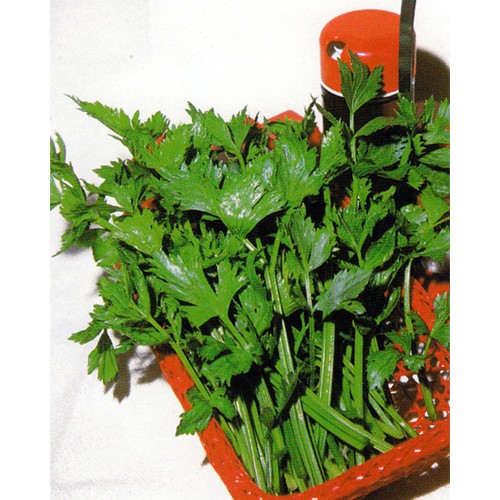 Celery Seeds, for Cutting (da Taglio)