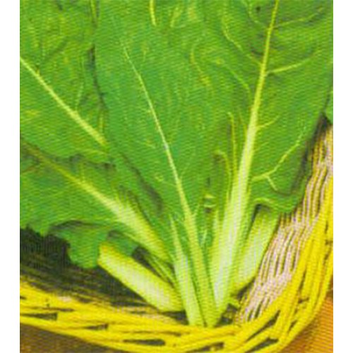 Swiss Chard Seeds, Perpetual Spinach