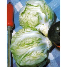 Chicory Seeds, Palla Rossa Precocissimo Sirena