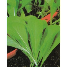 Chicory Seeds, Spadona da Taglio