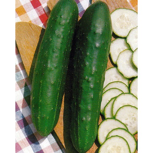 Cucumber Seeds, Marketer