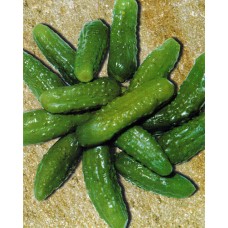 Cucumber Seeds, Paris Pickling