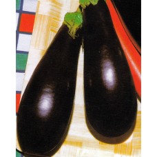 Eggplant Seeds, Salangana Professional Hybrid