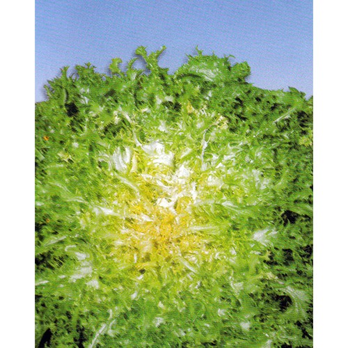 Endive Seeds, Cour d'Oro ( Green Curled )
