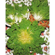Escarole Seeds, Green Full Heart