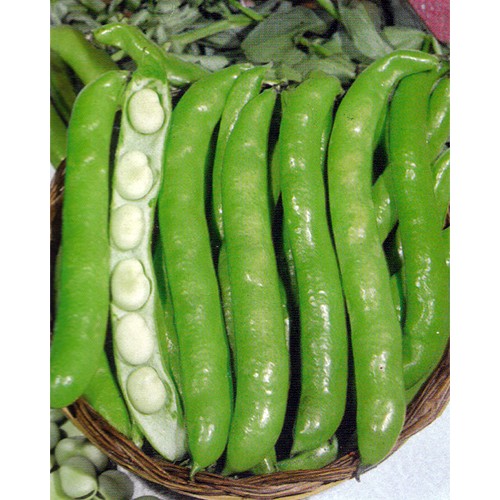 Fava Bean Seeds, Extra Precoce White