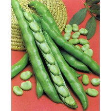 Fava Bean Seeds, Superaguadulce Morocco