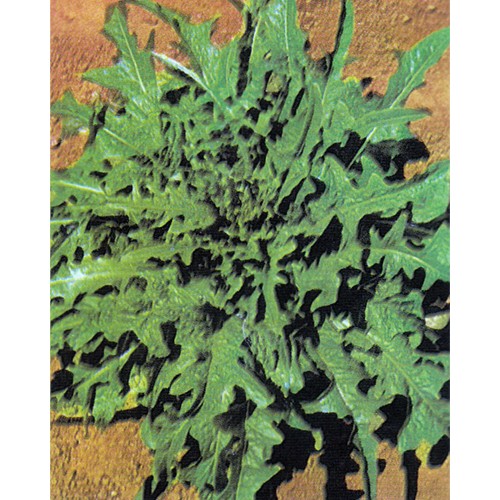 Lettuce Seeds, Catalogna