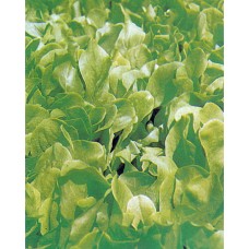 Lettuce Seeds, Bionda A Foglia Liscia