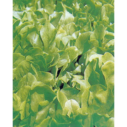 Lettuce Seeds, Bionda A Foglia Liscia