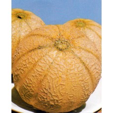 Melon Seeds, Arancino