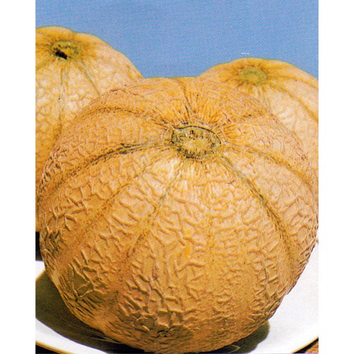 Melon Seeds, Arancino