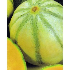 Melon Seeds, Charentais