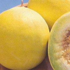 Melon Seeds, Honey Dew