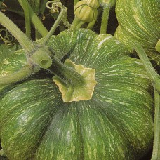 Pumpkin Seeds, Mosquee de Provence