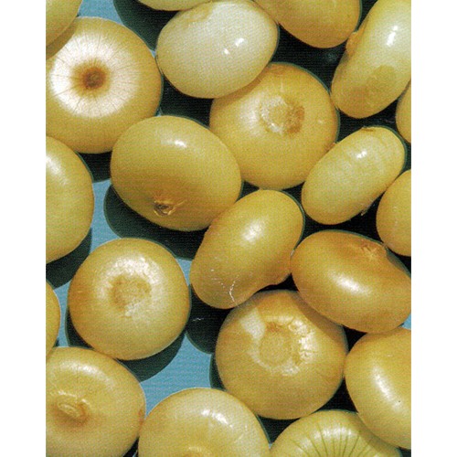 Cipollini Onion Seeds, Borrettana