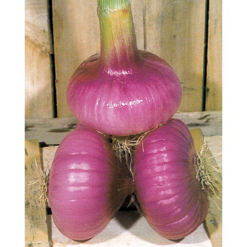 Onion Seeds, Piatta D'italia