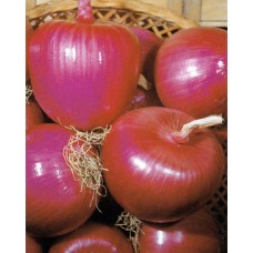 Onion Seeds, Tropeana Tonda