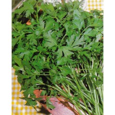 Parsley Seeds, Plain or Single 2 ORGANIC
