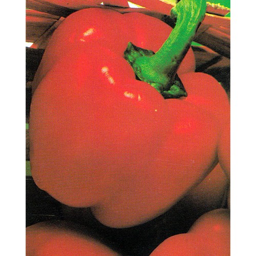 Pepper Seeds, Quadrato Rosso D' Asti