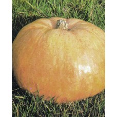 Pumpkin Seeds, Quintale a Seme Giallo