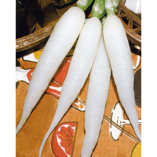Radish Seeds, Long White Icicle