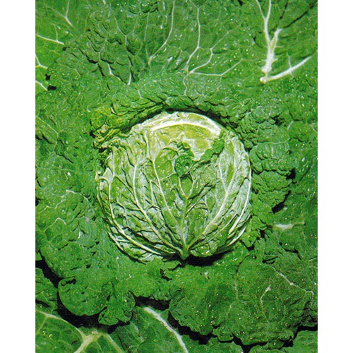 Savoy Cabbage Seeds, Vertus 2