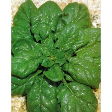 Spinach Seeds, Lorelay