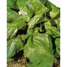 Spinach Seeds, Matador