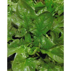 Spinach Seeds, Winter Giant