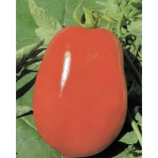 Tomato Seeds, UC 134
