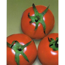 Tomato Seeds, Market Wonder