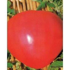 Tomato Seeds, Oxheart (Cuor de Bue)