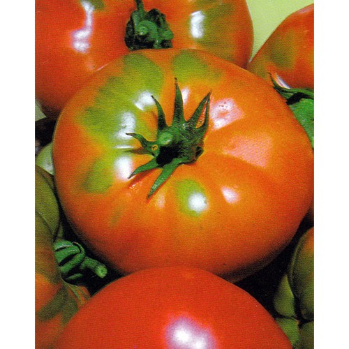 Tomato Seeds, Pantano Romanesco