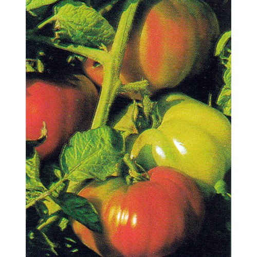 Tomato Seeds, Rhodia Professional Hybrid