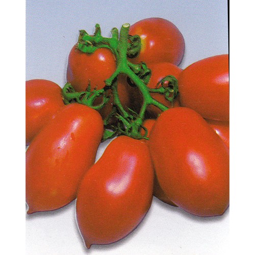 Tomato Seeds, Roma V F