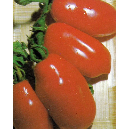 Tomato Seeds, San Marzano 3