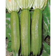 Zucchini Seeds, Alberello di Sarzana