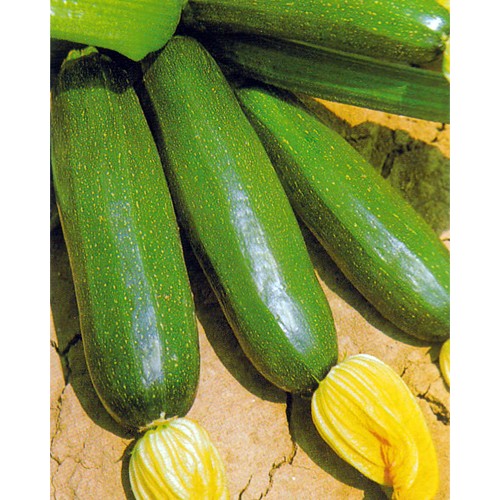 Zucchini Seeds, Ambassador Professional Hybrid