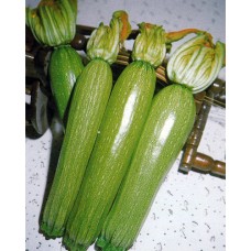 Zucchini Seeds, Verde Chiaro D' Italia