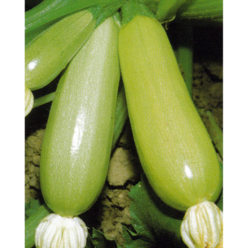 Кабачок Грибовские 37 Описание Сорта Фото Отзывы – Telegraph