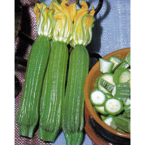 Zucchini Seeds, Romanesco