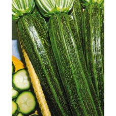 Zucchini Seeds, Striato di Napoli