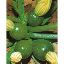 Zucchini Seeds, Tondo di Piacenza